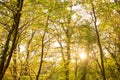 Autumn colours in Jesmond Dene woodlands, sunlight through yellow leaves Royalty Free Stock Photo