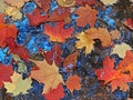 Fallen maple leaves in water where blue sky reflected. Canada fall colours rhapsody Royalty Free Stock Photo