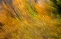 Autumn colours. Intentional camera movement. Abstract Royalty Free Stock Photo