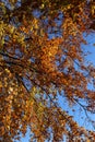 Autumn colours leaves on tree blue sky