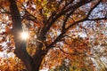 Autumn Colours in Melbourne Australia