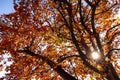 Autumn Colours in Melbourne Australia