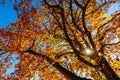 Autumn Colours in Melbourne Australia