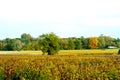 Vineyard in Bordeaux in fall. Autumn colors on grape vines. Leaves in yellow, orange, brown colors in vineyard Bordeaux, France. Royalty Free Stock Photo