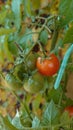 Autumn colours - red and green tomatoes hanging from the mother plant