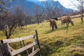 Autumn colours , Romanian rural panorama landscape. Nature landscape with Carpathian mountain and cows in the background. Royalty Free Stock Photo