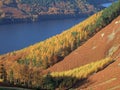 Autumn Colours by Thirlmere Royalty Free Stock Photo