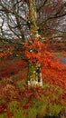 Autumn colours. Of a tree on Dartmoor