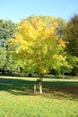 Autumn colours on a tree in a park