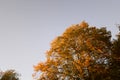 Autumn colours of a tree in the warmth of late afternoon light