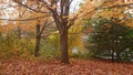 Autumn colours trees green yellow red orange ground covered in dead dry leaves