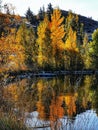 Autumn colours trees reflecting in the waters of lake Dunstan in the Otago Region of the South Island of New Zealand Royalty Free Stock Photo
