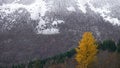 Autumn colours in Valldola valley on Trollstigen route in Norway Royalty Free Stock Photo