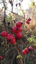 Autumn colours - various plants vividly coloured in the fall