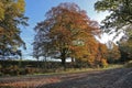 Autumn colours in Weardale England.