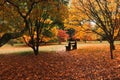 Autumn Colours in Westonbirt Arboratum, England