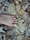 autumn comes, the feet that are among the fallen leaves