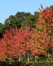 Autumn comes to Basingstoke