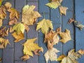 Autumn is coming. Fallen maple leaves on the sidewalk. Yellow dry leaves in August. Early leaf fall. Autumn concept Royalty Free Stock Photo