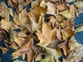 Autumn is coming. Fallen maple leaves on the sidewalk. Yellow dry leaves in August. Early leaf fall. Autumn concept Royalty Free Stock Photo