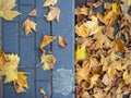 Autumn is coming. Fallen maple leaves on the sidewalk. Yellow dry leaves in August. Early leaf fall. Autumn concept Royalty Free Stock Photo