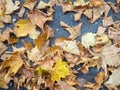 Autumn is coming. Fallen maple leaves on the sidewalk. Yellow dry leaves in August. Early leaf fall. Autumn concept Royalty Free Stock Photo