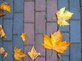 Autumn is coming. Fallen maple leaves on the sidewalk. Yellow dry leaves in August. Early leaf fall. Autumn concept Royalty Free Stock Photo