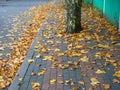 Autumn is coming. Fallen maple leaves on the sidewalk. Yellow dry leaves in August. Early leaf fall. Autumn concept Royalty Free Stock Photo