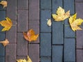 Autumn is coming. Fallen maple leaves on the sidewalk. Yellow dry leaves in August. Early leaf fall. Autumn concept Royalty Free Stock Photo