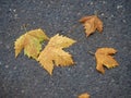 Autumn is coming. Fallen maple leaves on the sidewalk. Yellow dry leaves in August. Early leaf fall. Autumn concept Royalty Free Stock Photo