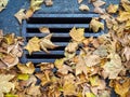 Autumn is coming. Fallen maple leaves on the sidewalk. Yellow dry leaves in August. Early leaf fall. Autumn concept. Summer is Royalty Free Stock Photo