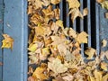 Autumn is coming. Fallen maple leaves on the sidewalk. Yellow dry leaves in August. Early leaf fall. Autumn concept. Summer is Royalty Free Stock Photo