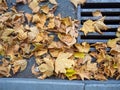 Autumn is coming. Fallen maple leaves on the sidewalk. Yellow dry leaves in August. Early leaf fall. Autumn concept. Summer is Royalty Free Stock Photo