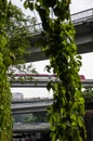 Flyover and ivy