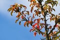Colorful leaves on the pear tree branch isolated on blue sky. Royalty Free Stock Photo