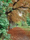 The autumn is comming in the forest of Vincennes, small forest in the east part of Paris, France