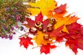 Autumn composition Royalty Free Stock Photo