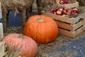 Autumn composition of apples, straw and pumpkin.