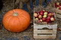 Autumn composition of apples, straw and pumpkin.