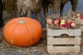 Autumn composition of apples, straw and pumpkin.