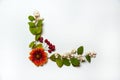 The border is made of branches of Symphoricarpos albus, red flowers and hawthorn berries on a white background.