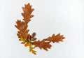 The border is made of brown and yellow oak leaves and acorns on a white background. Isolated. Royalty Free Stock Photo