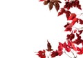 The border is made of maple branches with red autumn leaves on a white background.