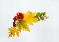 The border is made of multicolored maple leaves hawthorn berries and Symphoricarpos albus on a white background. Isolated.