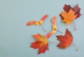 Autumn composition border with red fall maple leaves, nuts and berries on blue background Royalty Free Stock Photo