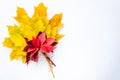 Autumn composition. Bouquet of bright colorful autumn leaves on a white background. Autumn cocept. Copy space