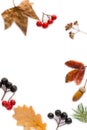 Autumn composition. branches, dried leaves, berries on white background.