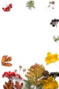 Autumn composition. branches, dried leaves, berries on white background.