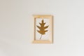 Autumn composition: brown oak fallen autumn leaf in a wooden frame on a beige background Royalty Free Stock Photo