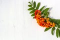 Autumn composition. Bunch of mountain ash on a white wooden rustic background